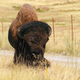 A bison at the National Bison Range in Montana, 2018